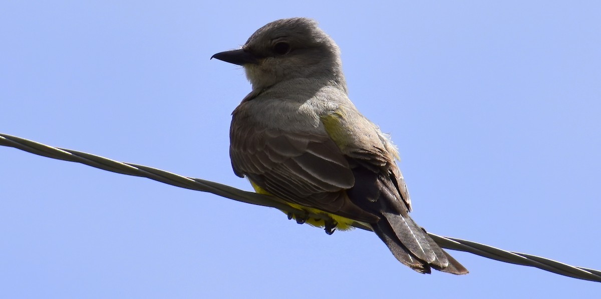 Western Kingbird - Shannon Spencer