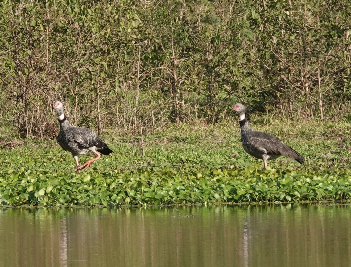 Southern Screamer - ML249822271