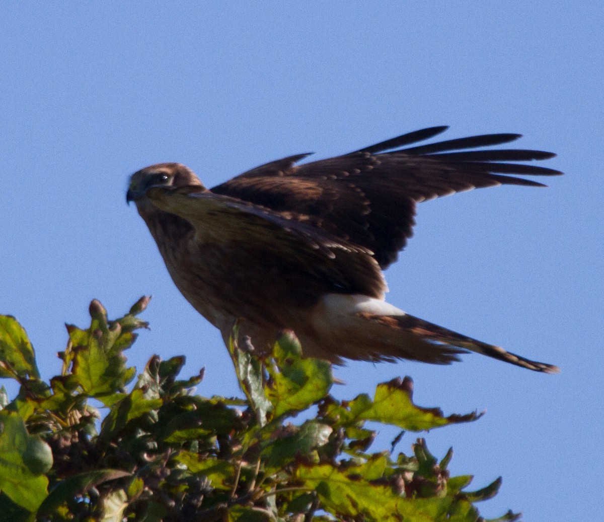 Northern Harrier - ML249822491