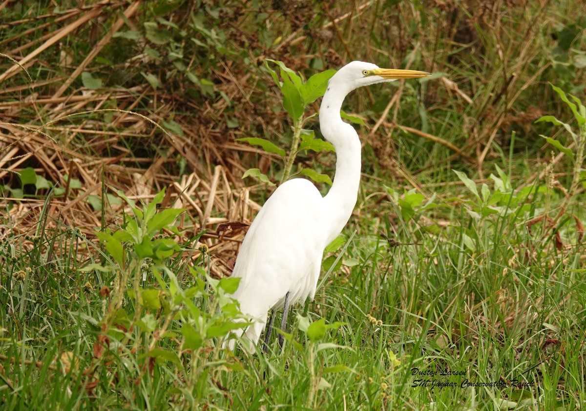 Great Egret (American) - ML249822751