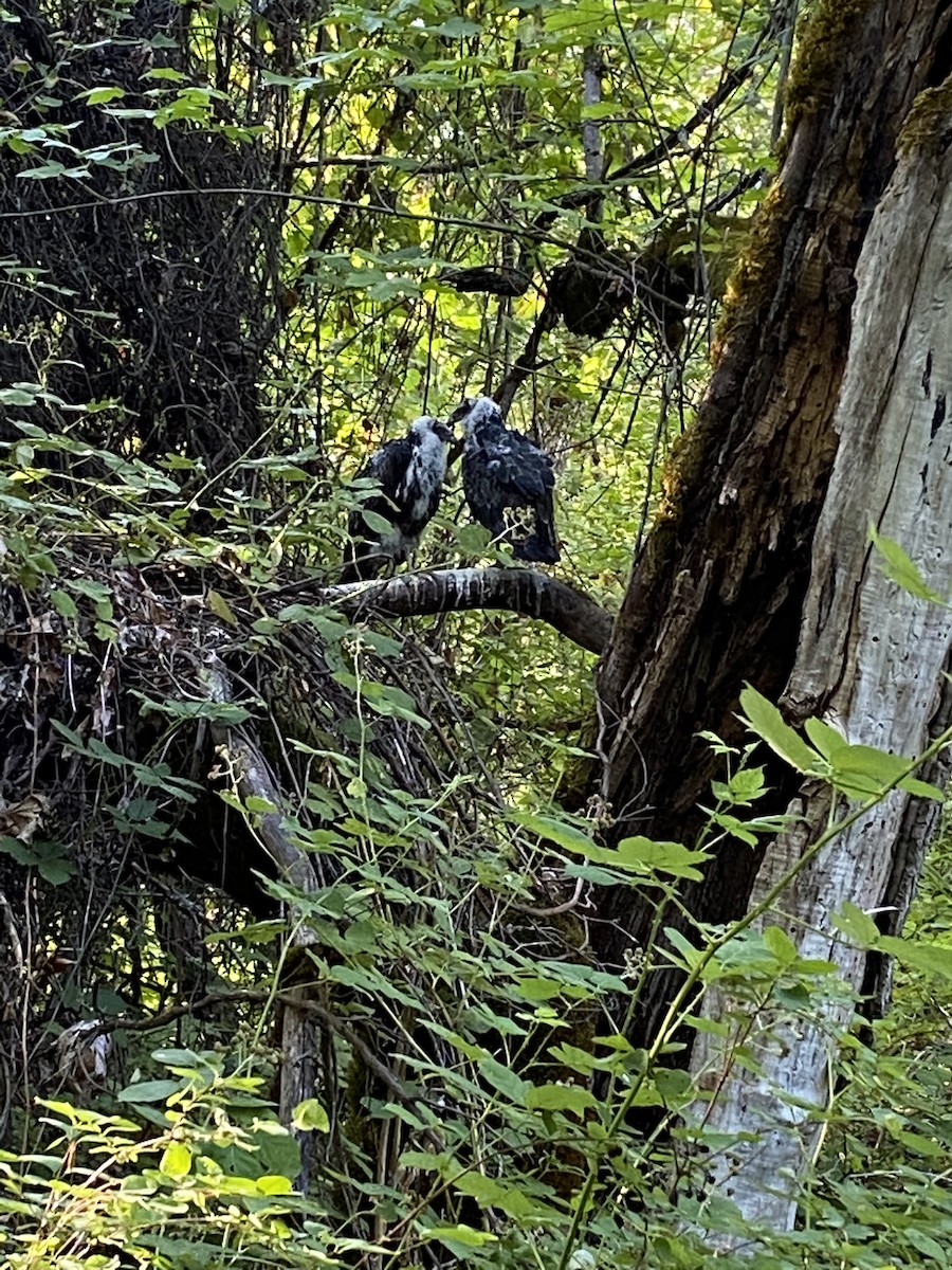 Turkey Vulture - ML249823251