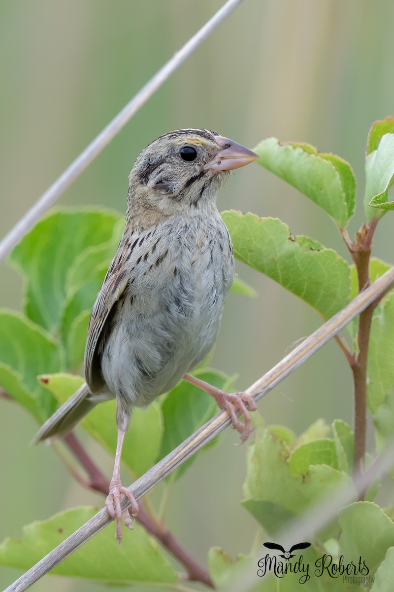 Henslow's Sparrow - ML249824321