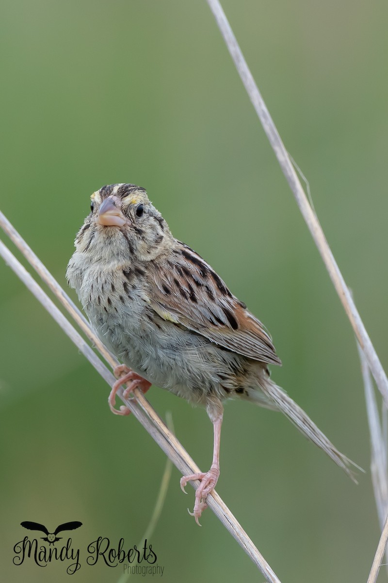 Henslow's Sparrow - ML249824371