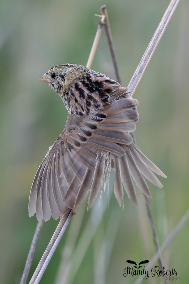 Henslow's Sparrow - ML249824381