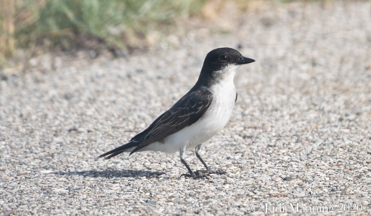 Eastern Kingbird - ML249827761