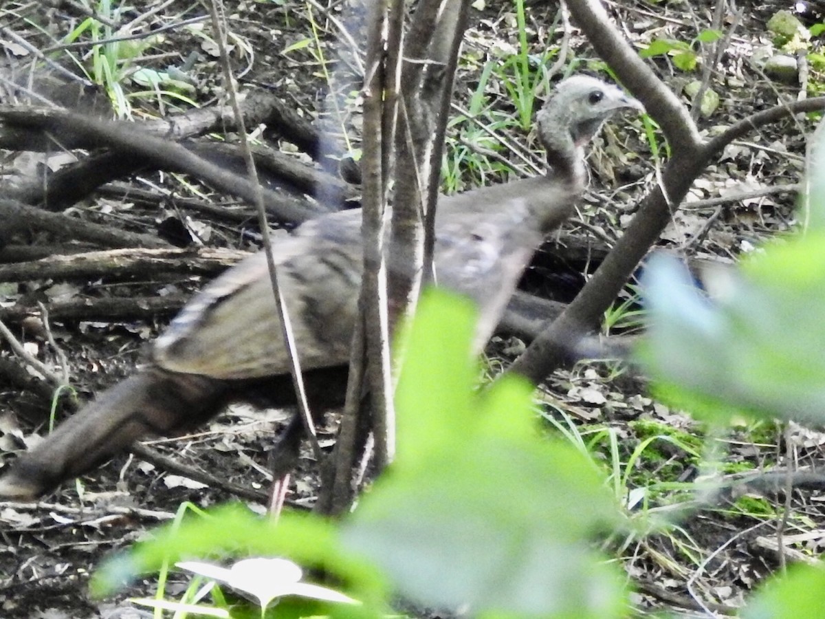 Wild Turkey - ML249828691