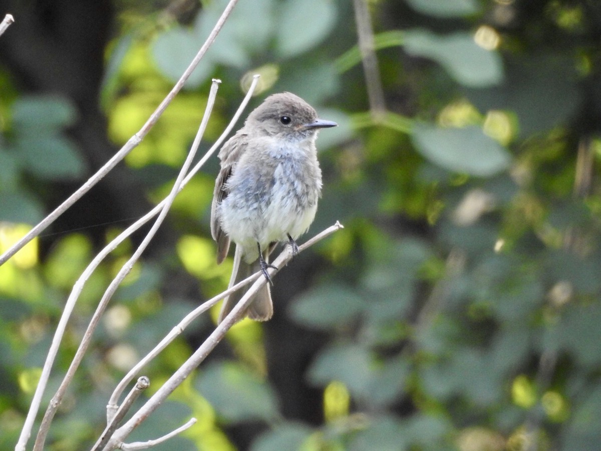 Eastern Phoebe - ML249828781
