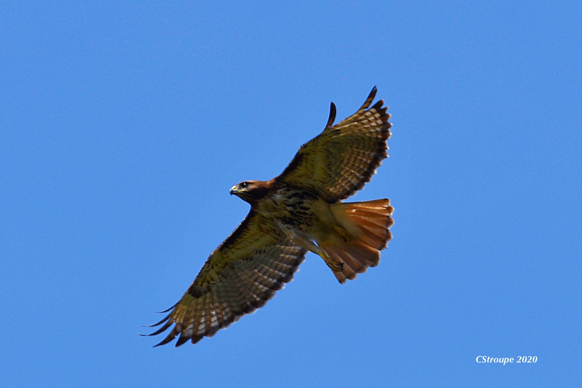 Red-tailed Hawk - ML249830251