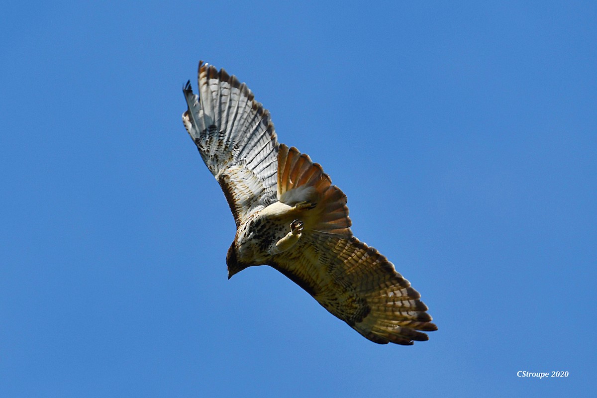 Red-tailed Hawk - ML249830261
