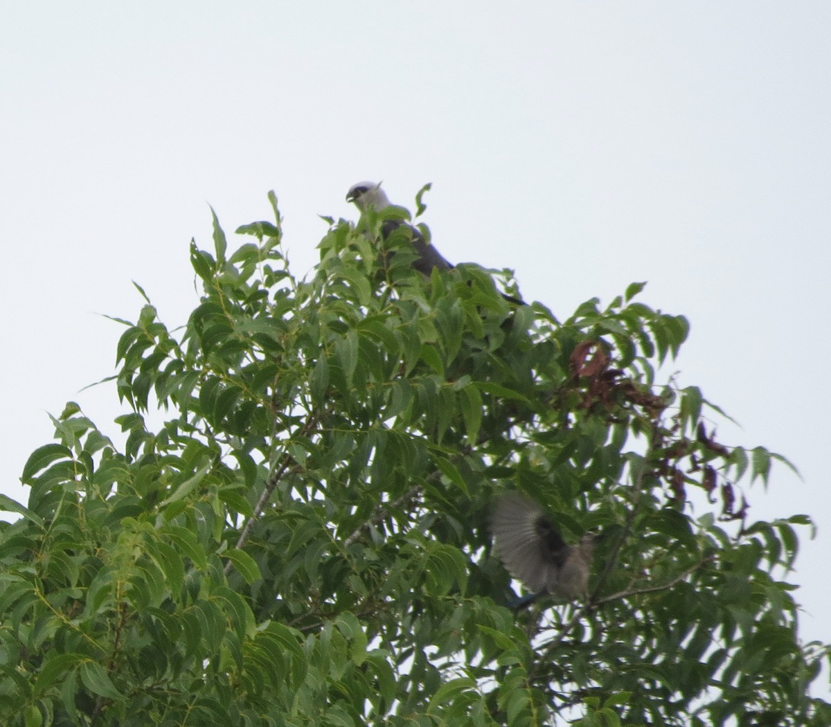 Mississippi Kite - b gruff