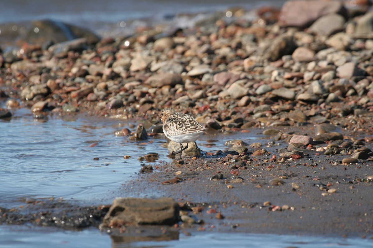 Sanderling - Don-Jean Léandri-Breton