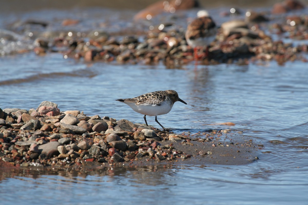 Sanderling - Don-Jean Léandri-Breton