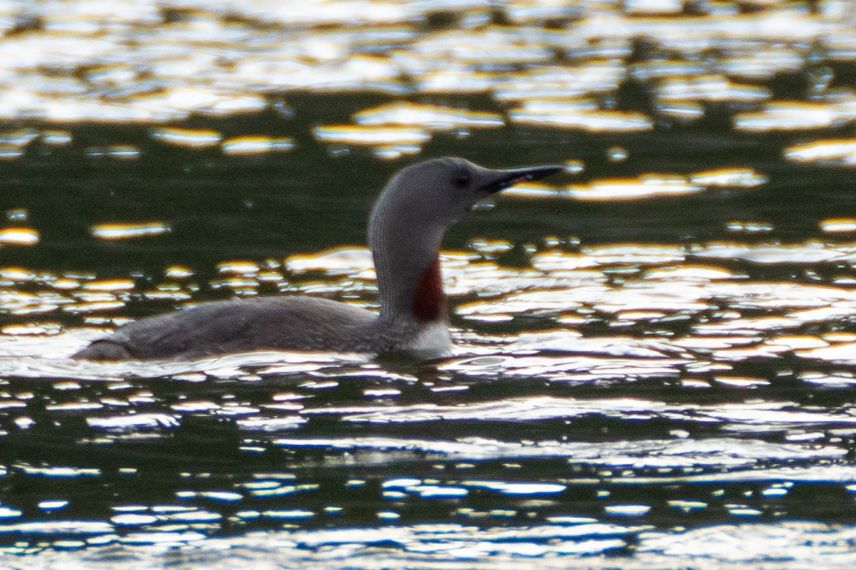 Red-throated Loon - ML249836571