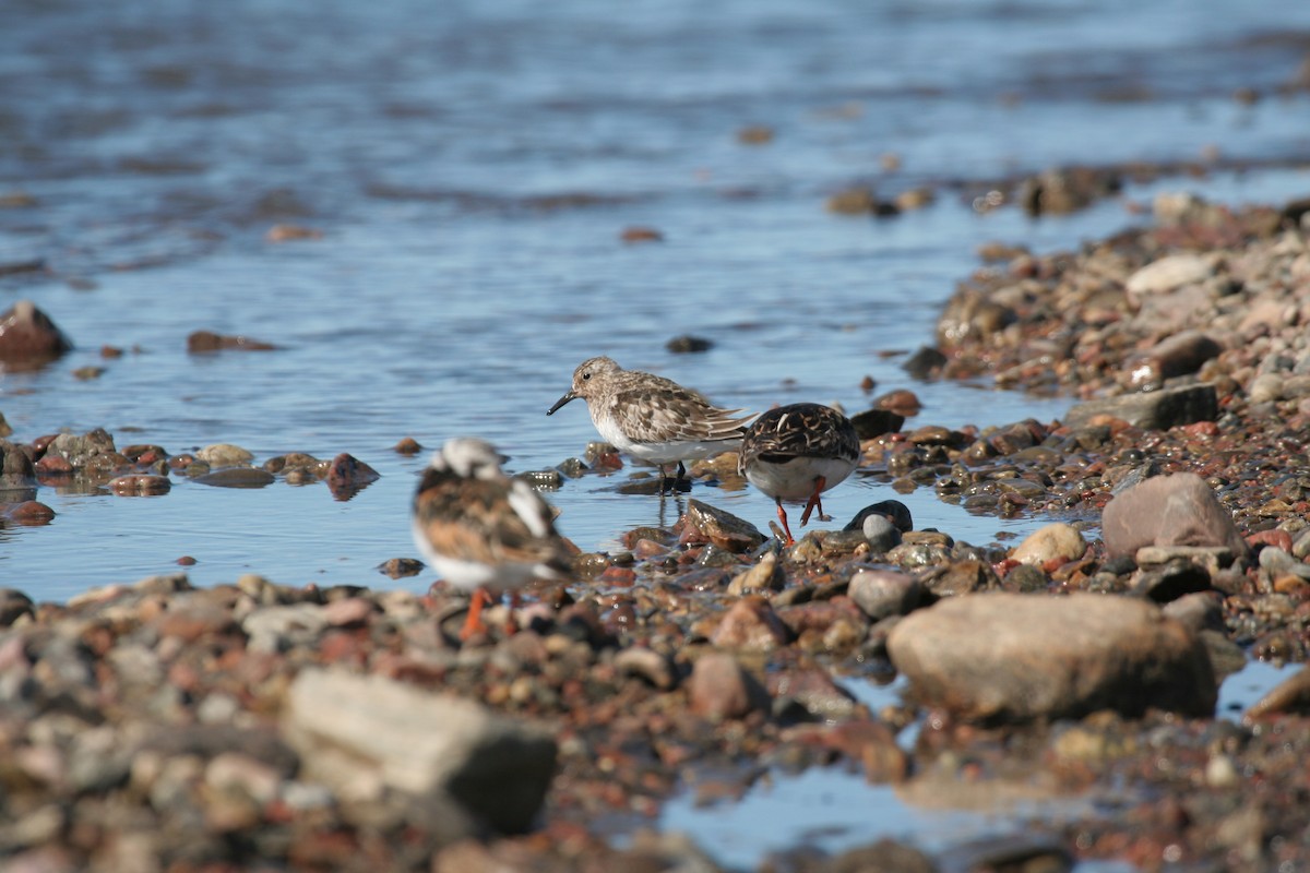 Bécasseau sanderling - ML249837011