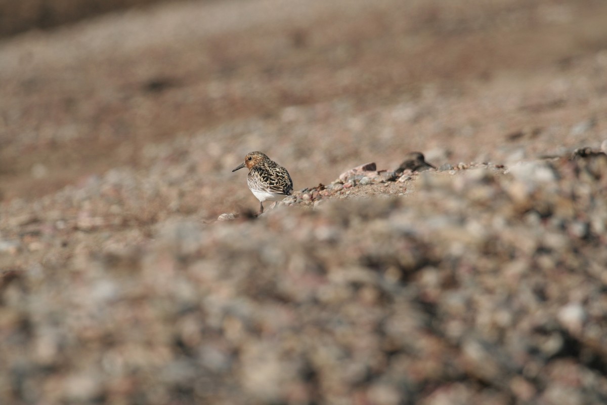 Bécasseau sanderling - ML249837021