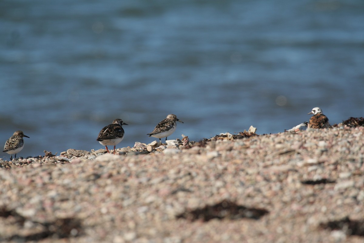 Sanderling - Don-Jean Léandri-Breton