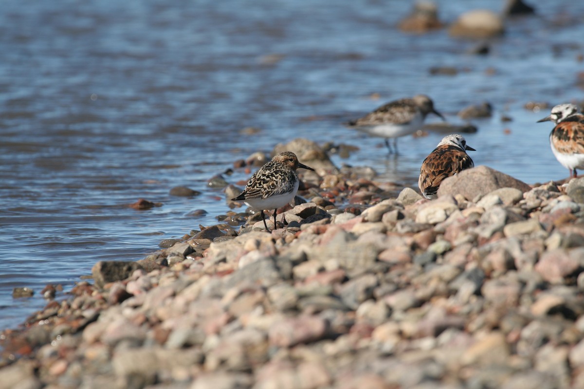 Sanderling - Don-Jean Léandri-Breton