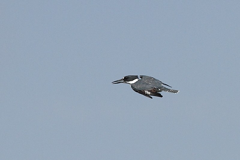 Belted Kingfisher - ML249838571