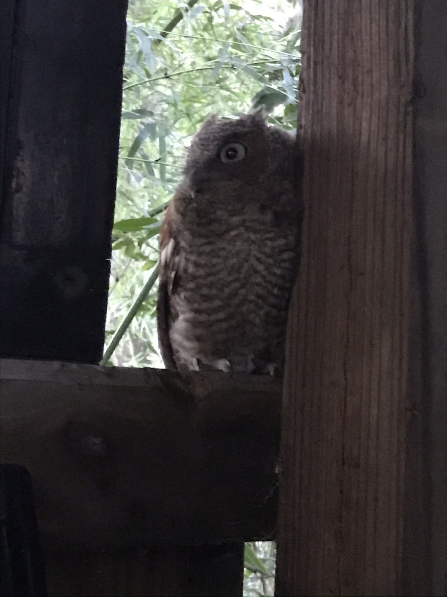 Eastern Screech-Owl - robert odell