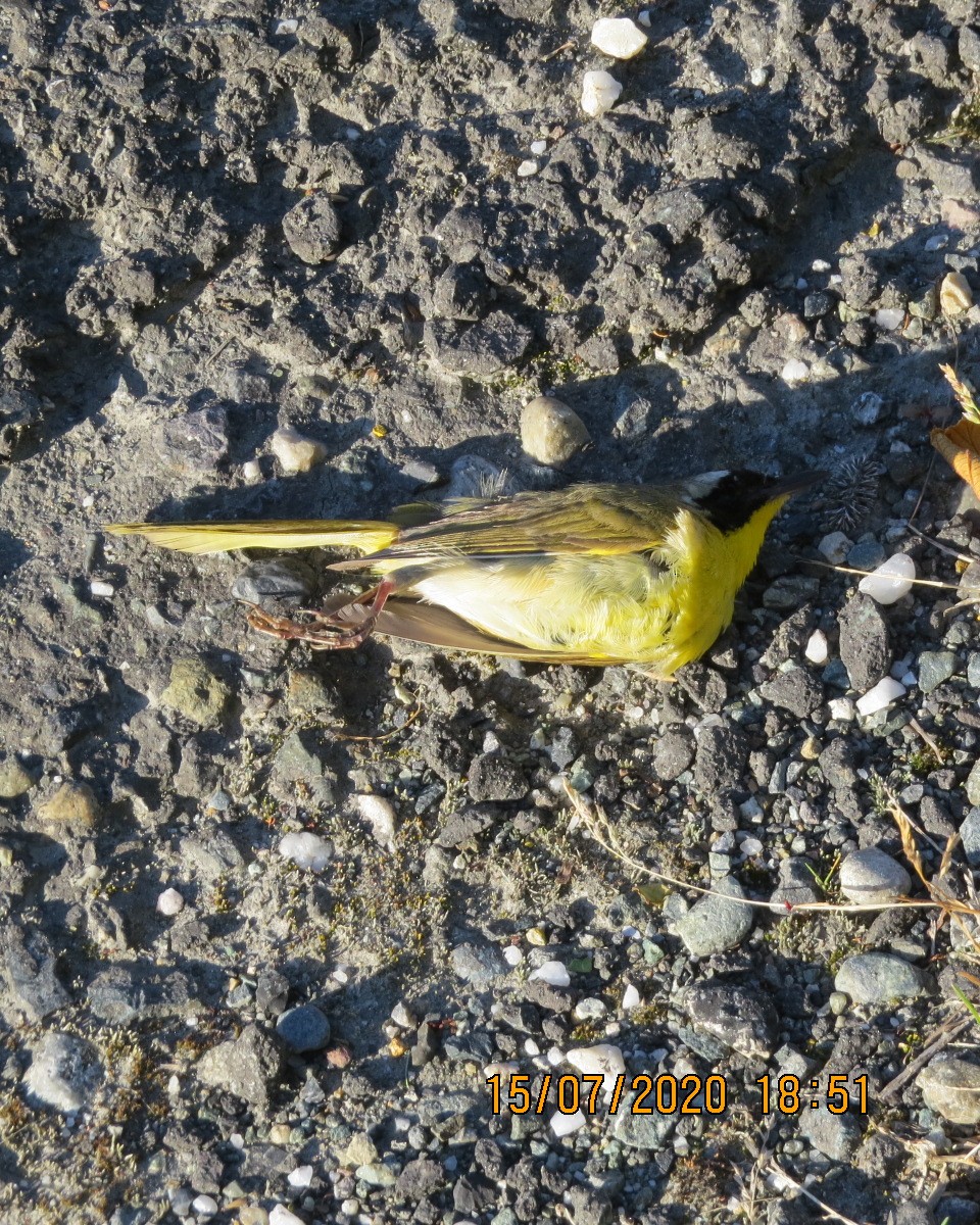 Common Yellowthroat - ML249839791