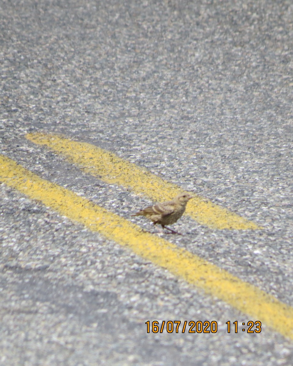 Brown-headed Cowbird - ML249839911