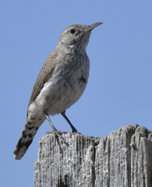 Rock Wren - Norman Eshoo