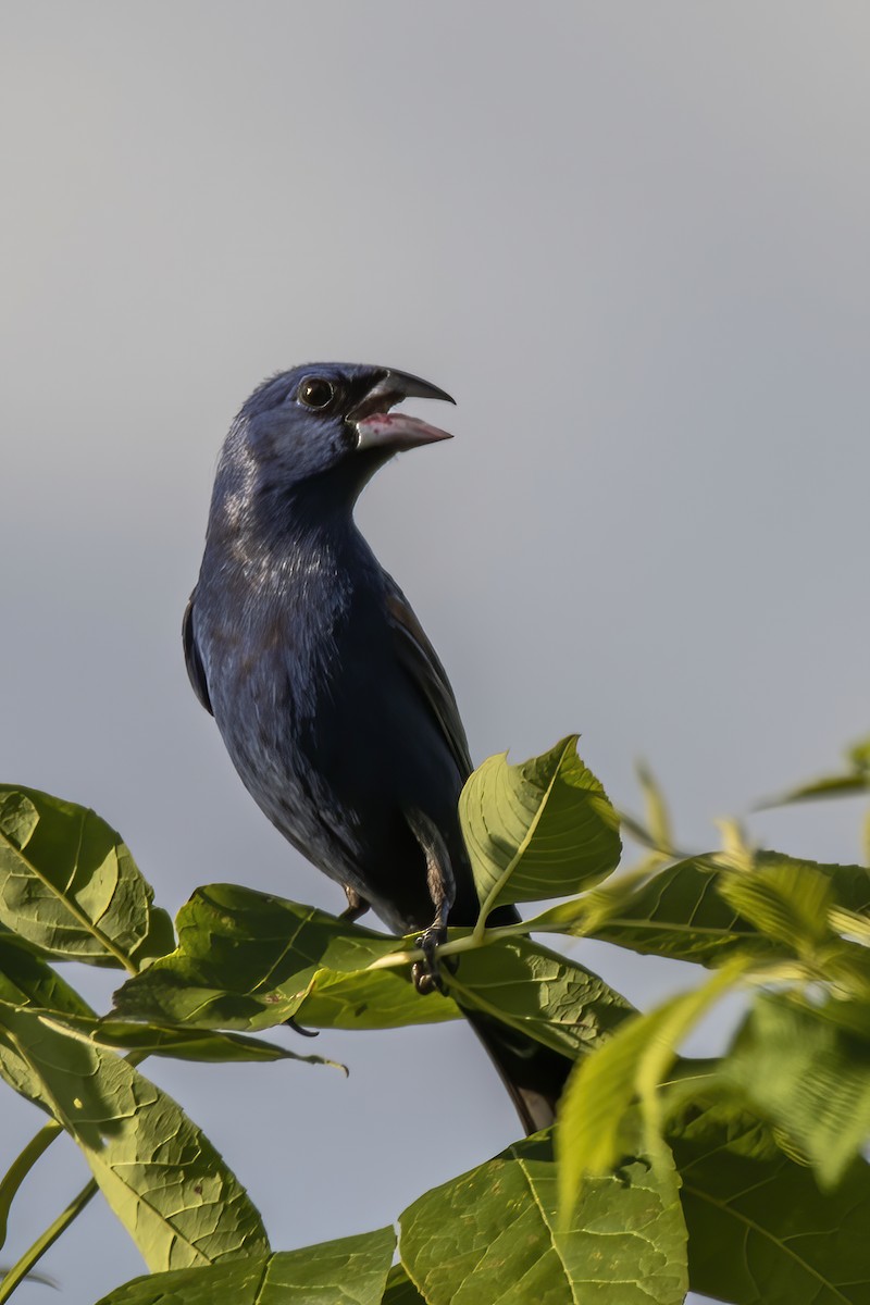 Blue Grosbeak - ML249842761