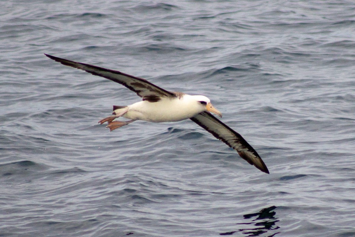 Laysan Albatross - ML249844251