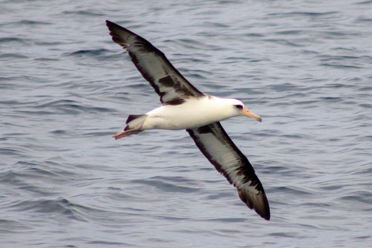 Albatros de Laysan - ML249844261
