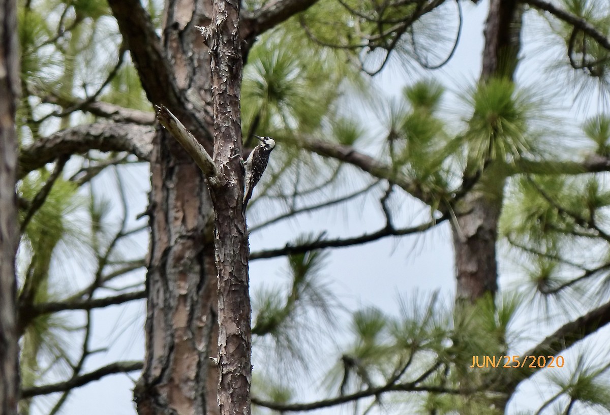 Red-cockaded Woodpecker - ML249844921