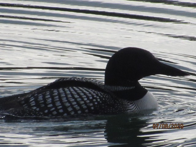 Common Loon - Will Merg