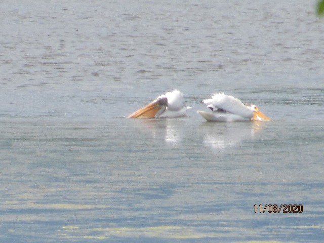 American White Pelican - ML249847081