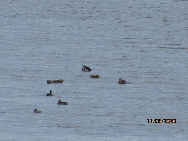 Ring-necked Duck - Will Merg