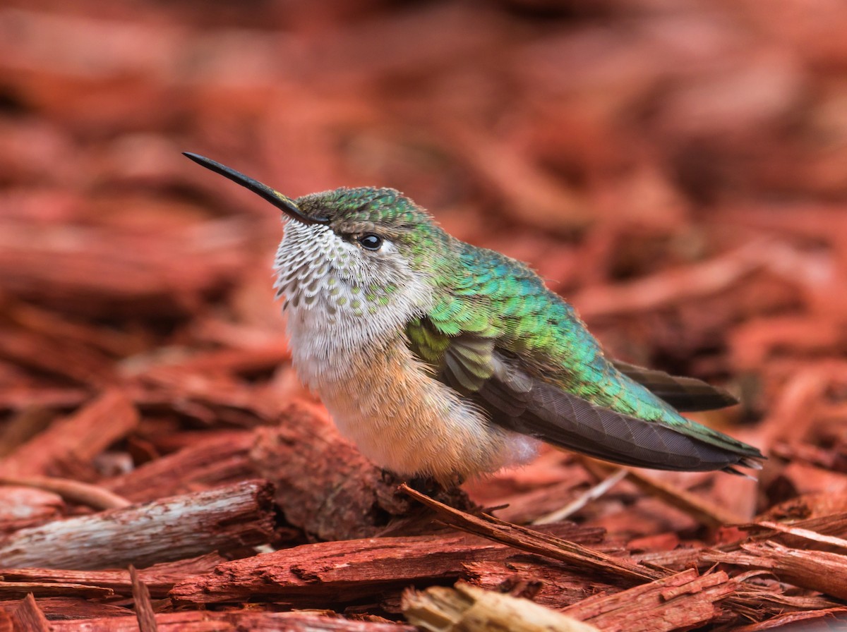 Broad-tailed Hummingbird - Jim Merritt