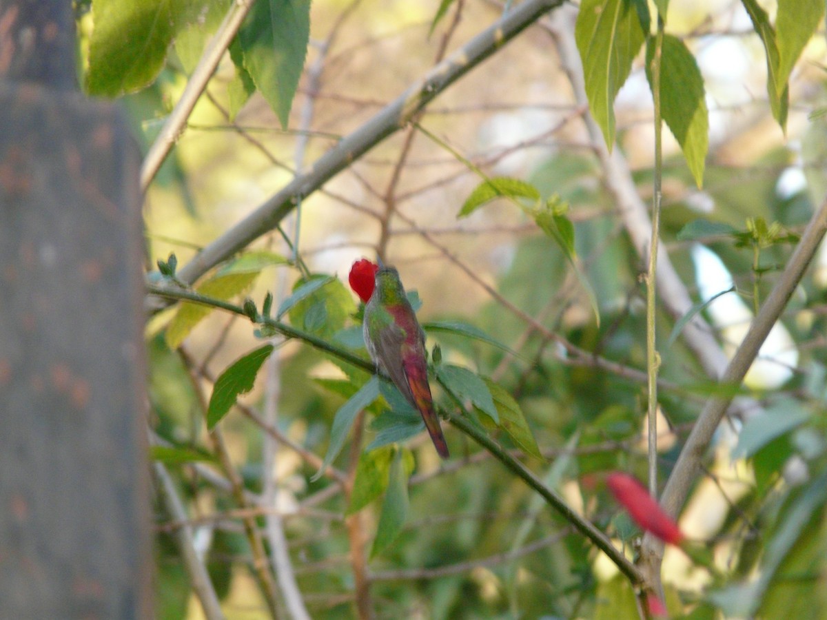 Red-tailed Comet - ML249849921