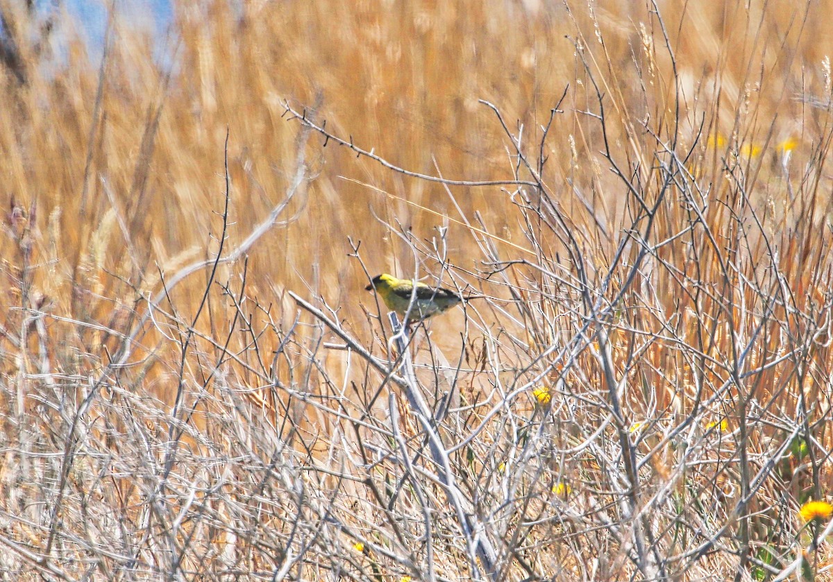 American Goldfinch - ML249849951