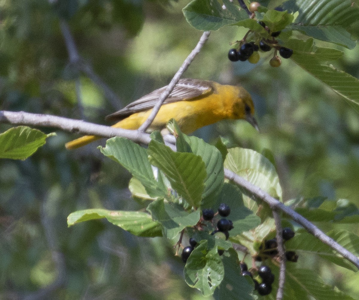 Baltimore Oriole - ML249850831