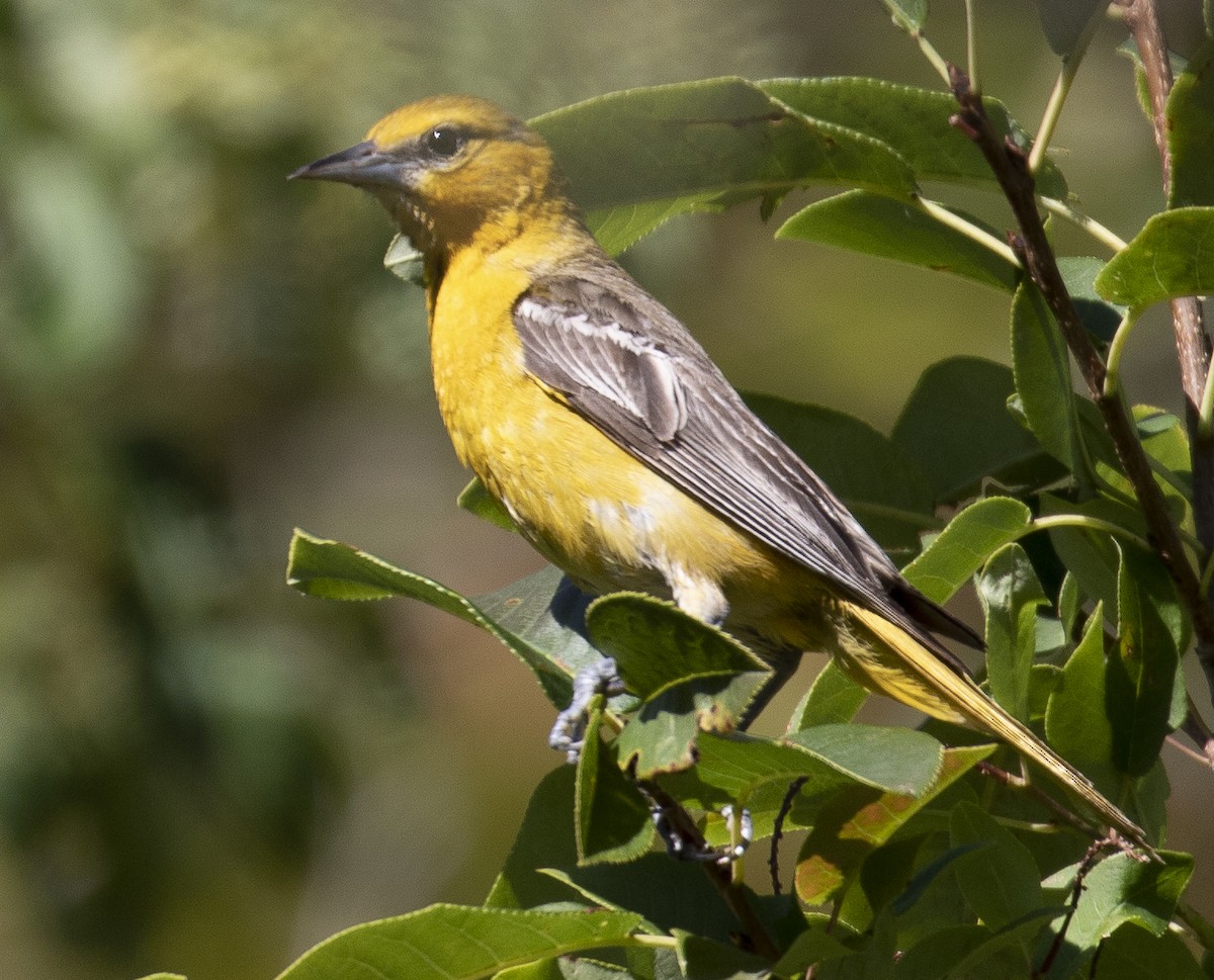 Baltimore Oriole - ML249850871