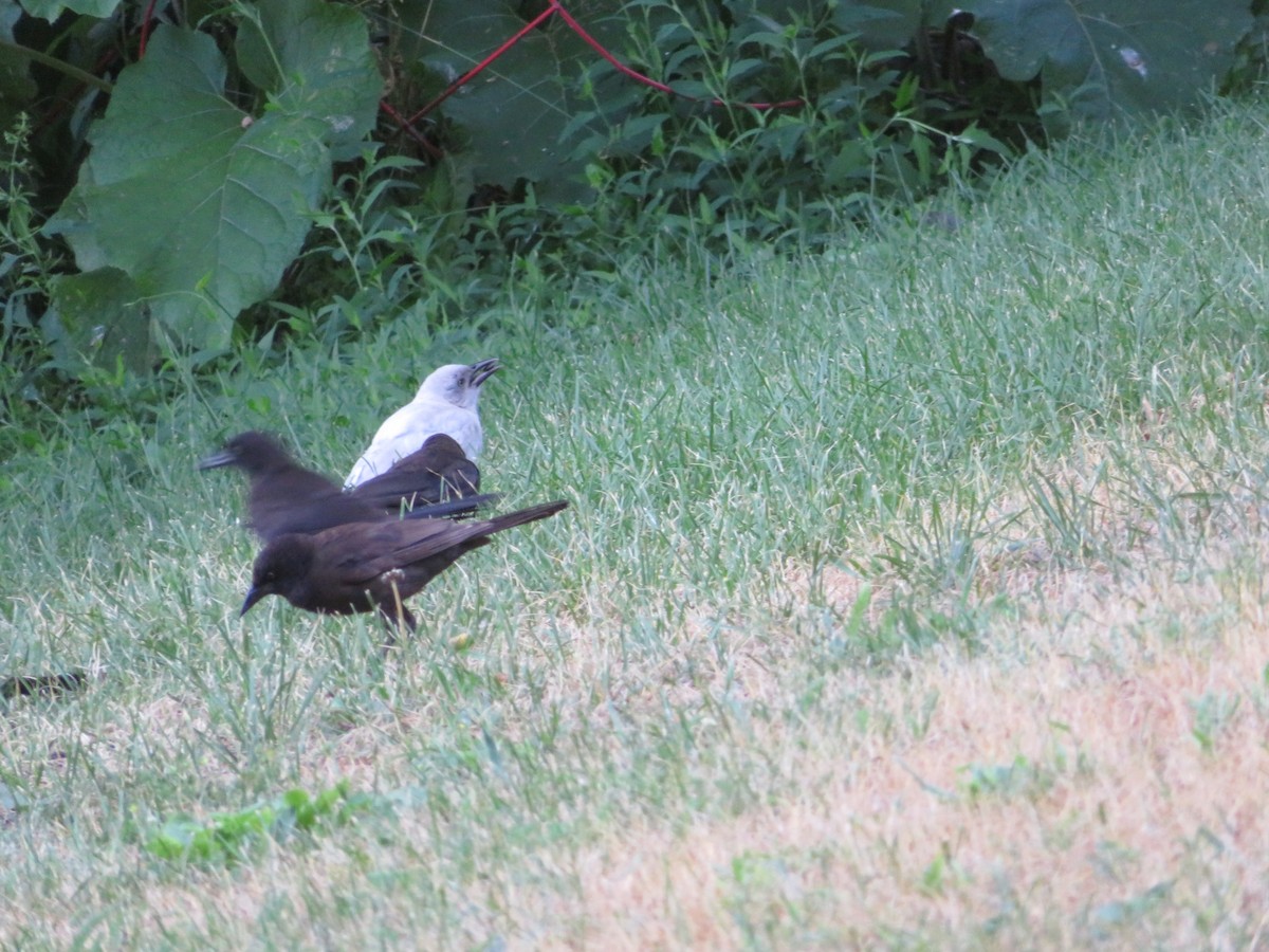 Common Grackle - ML249851311