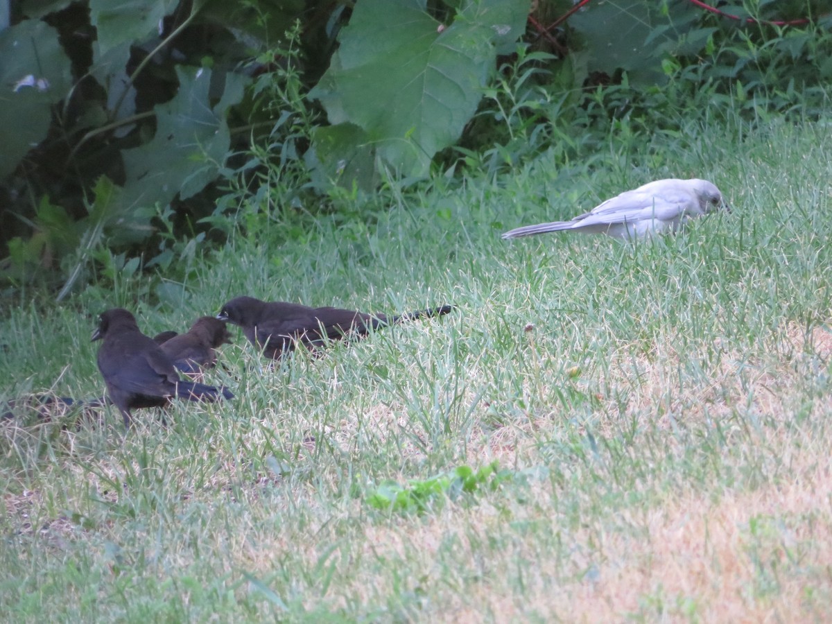 Common Grackle - ML249851341