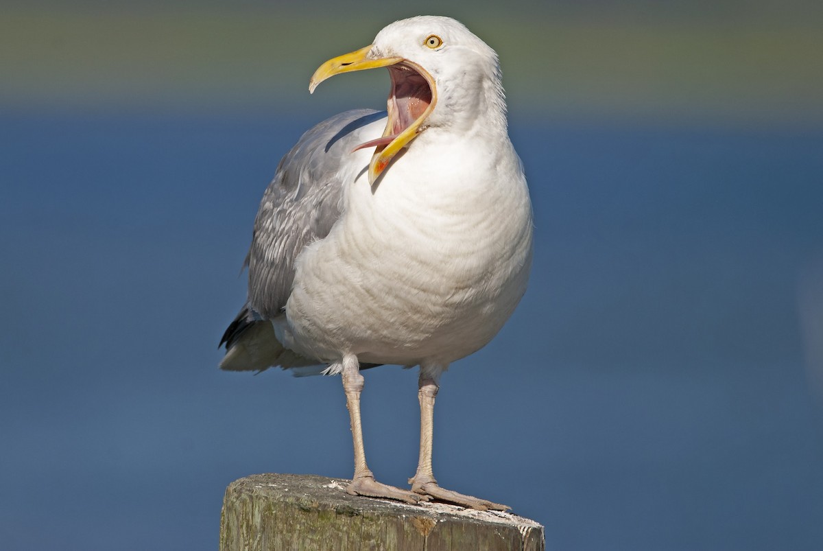 American Herring Gull - ML249851381