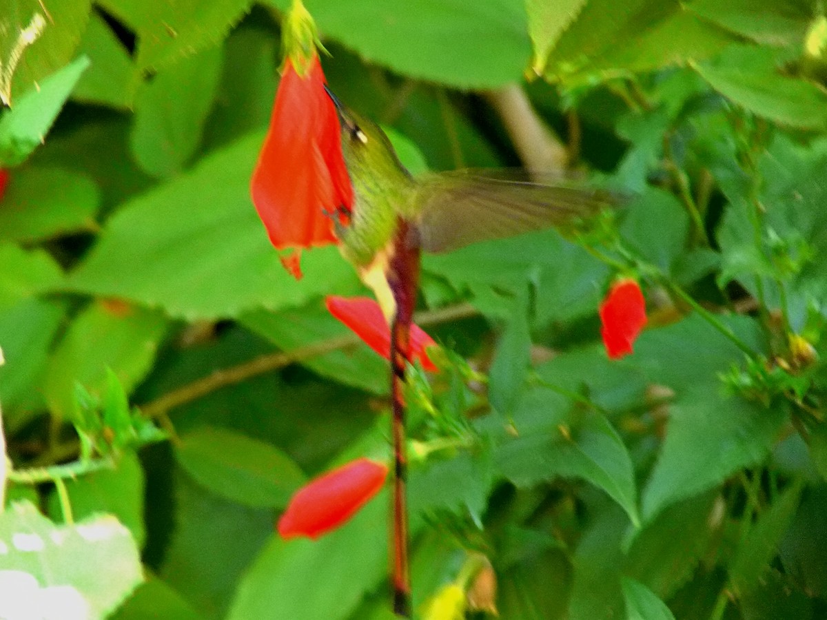 Red-tailed Comet - ML249852001