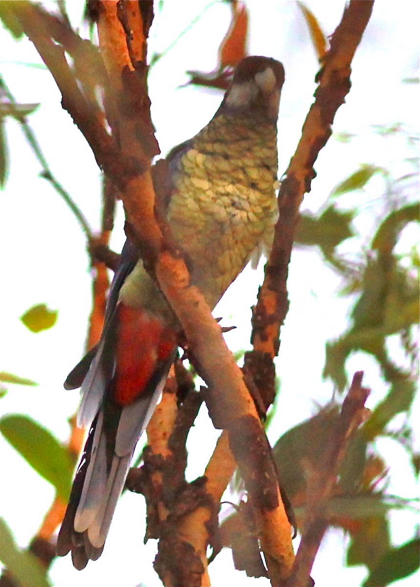 Northern Rosella - Dave Czaplak