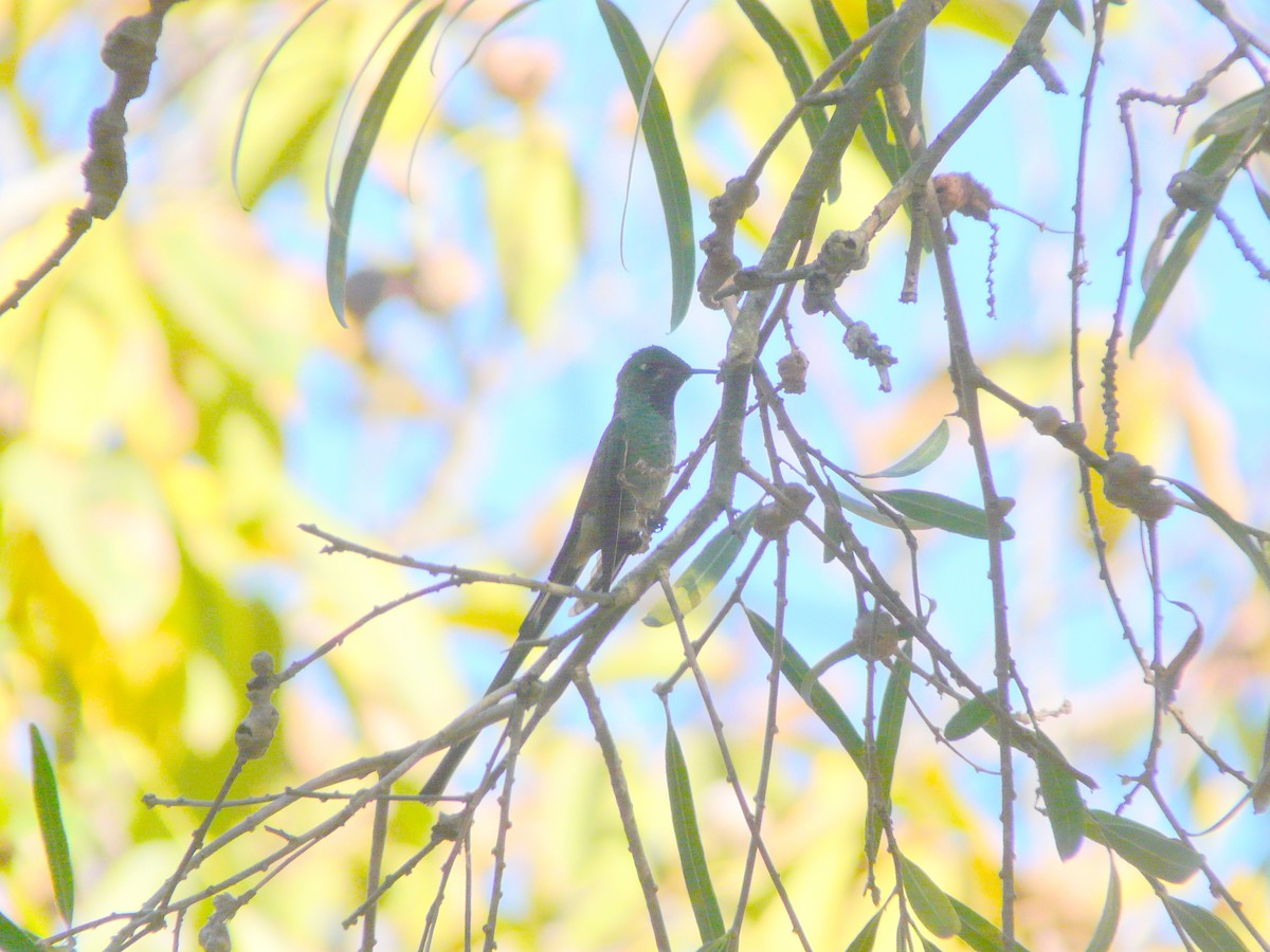 Red-tailed Comet - ML249853611