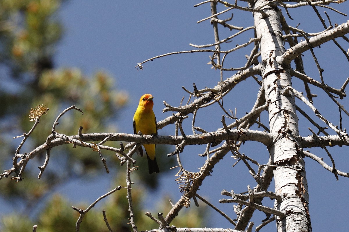 Western Tanager - ML249853691