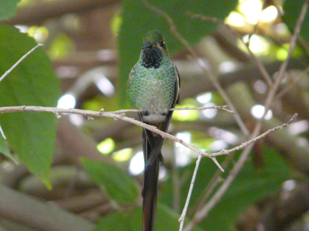 Red-tailed Comet - Juan Teloni