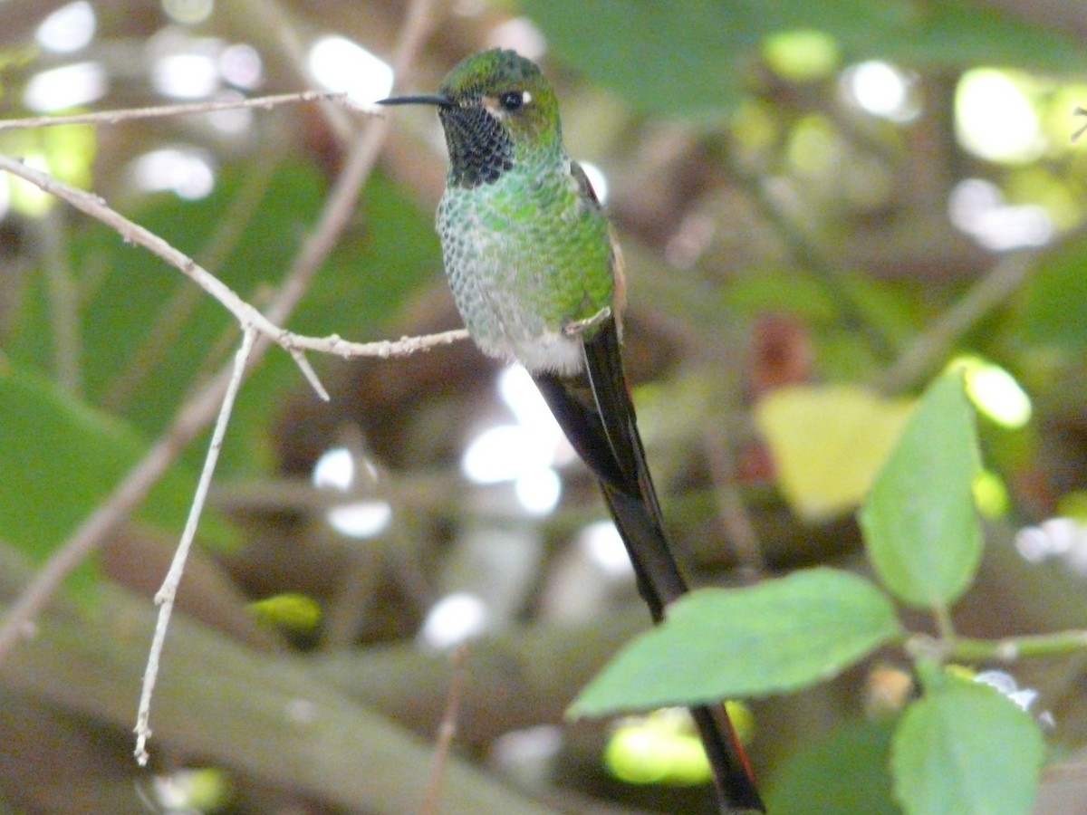 Red-tailed Comet - Juan Teloni