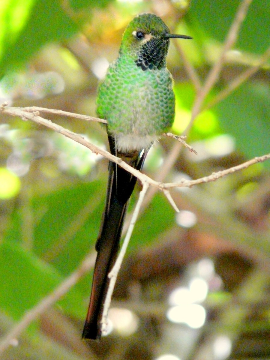 Red-tailed Comet - Juan Teloni