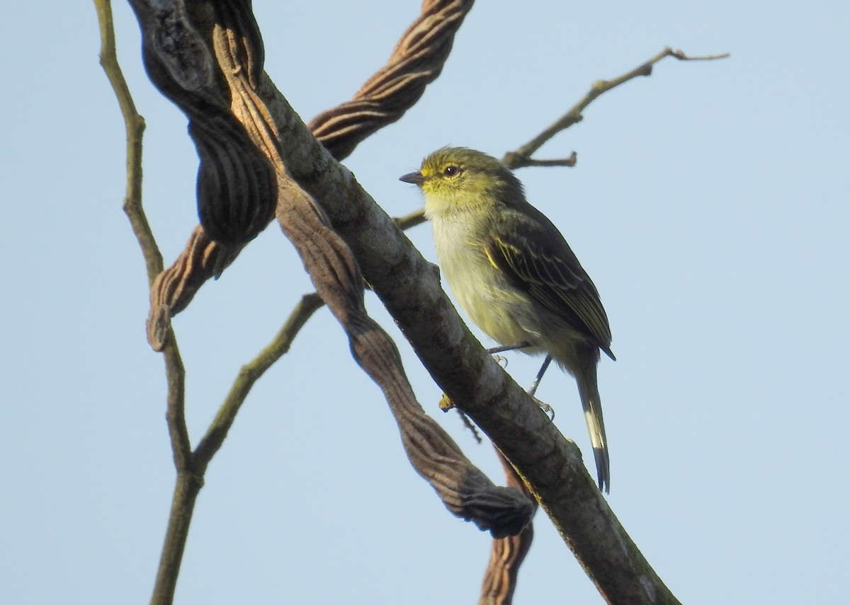 Тиран-малюк жовтощокий (підвид minimus/cumanensis) - ML24985521