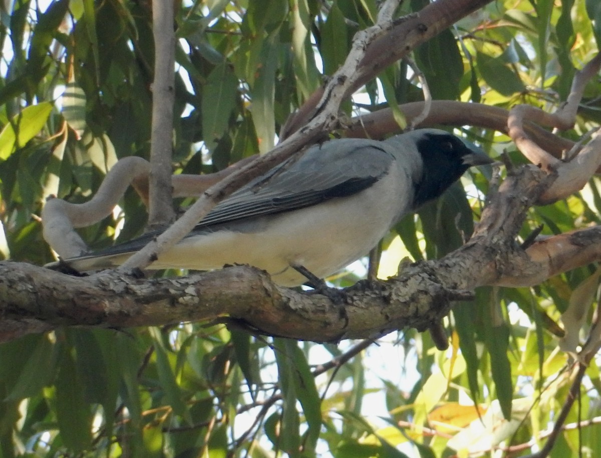 Black-faced Cuckooshrike - ML249855951